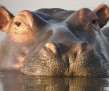 thumb_700_750_14th_place_Brenda_Forder_Digiscoping_Hippopotamus[9]